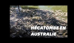 Un million de poissons d'eau douce retrouvés morts en Australie