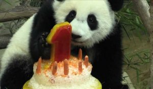 Malaisie: première bougie pour un panda au zoo de Kuala Lumpur