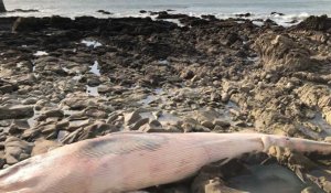 Batz-sur-Mer. La baleine échouée bientôt évacuée