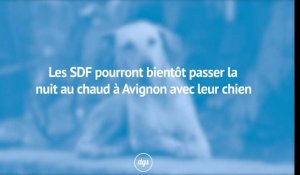 Les SDF pourront bientôt passer la nuit au chaud à Avignon avec leur chien
