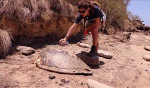 A Mayotte, lutte contre le braconnage des tortues marines