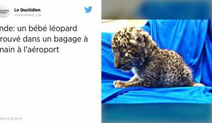 Le bébé léopard était caché dans un bagage à main
