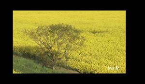 France : champs de colza, village et montgolfière