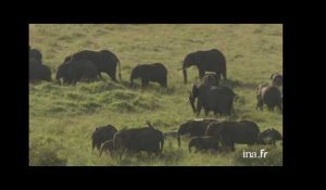 Kenya : grand troupeau d'éléphants dans la plaine