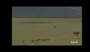 Kenya : troupeau d'éléphants dans la plaine