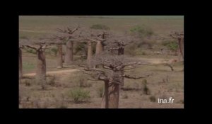 Madagascar : bosquet de baobabs