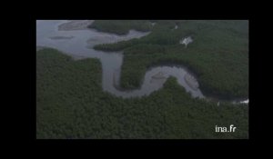 Thaïlande : mangrove