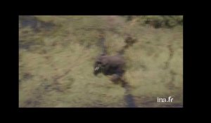 Botswana : éléphants dans les marais