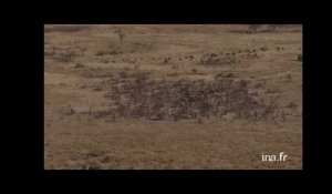 Botswana : troupeau d'éléphants