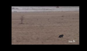 Canada, Québec : ours noir et oies