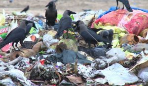 Environnement: opération plage propre à Bombay