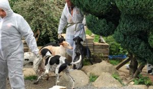 La SPA récupère trente-six chiens chez une ressortissante britannique.