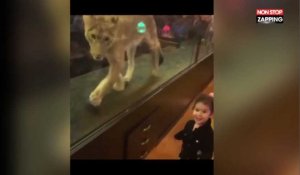 Turquie : Dans ce bar à chicha, un lion en cage divertit les clients (Vidéo)