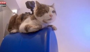 Alain Chamfort : Son dernier clip entièrement filmé par des chats (Vidéo)