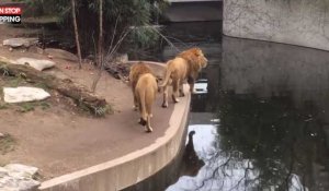 Un lion trébuche dans un zoo et tombe à l'eau (Vidéo)