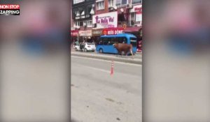 Turquie : Une vache en liberté attaque une femme en pleine rue (Vidéo)