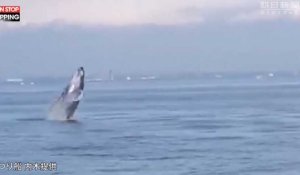 Japon : Une baleine fait des sauts géants entre les bateaux, les images impressionnantes (Vidéo)