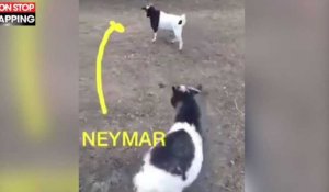Mondial 2018 - Neymar : Quand Michael Youn se moque du Brésilien, la vidéo hilarante 