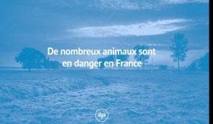 De nombreux animaux sont en danger en France