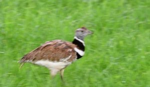 Agriculture et biodiversité : ça fonctionne dans les Deux-sèvres