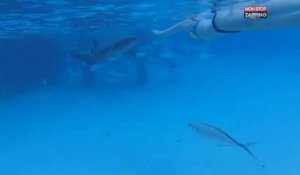 Une nageuse se fait mordre par un requin (Vidéo)