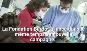 La lettre incendiaire de Bardot à Macron