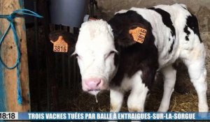 Vaucluse : trois vaches tuées ce week-end de plusieurs balles dans un champ