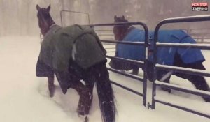 Des chevaux voient la neige pour la première fois, découvrez leur étonnante réaction (vidéo)