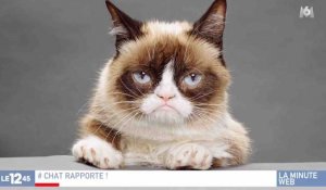 Grumpy Cat gagne son procès - ZAPPING ACTU DU 25/01/2018