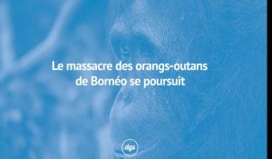 Le massacre des orangs-outans de Bornéo se poursuit