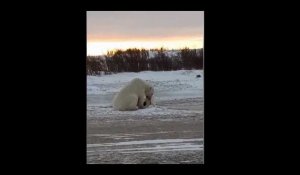 Un ours polaire joue avec un chien, la vidéo étonnante
