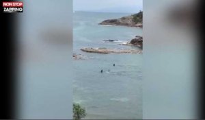 Nouvelle-Zélande : Des orques frôlent deux enfants qui nagent dans une baie (vidéo)
