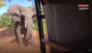 Un éléphant attaque un groupe de touristes au Botswana (vidéo)