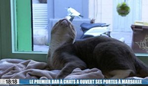 Le premier bar à chats vient d'ouvrir ses portes à Marseille