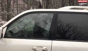 Etats-Unis : deux ours se retrouvent coincés dans leur voiture (vidéo)