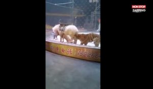 Chine : Une lionne et un tigre attaquent un cheval de cirque pendant les répétitions (Vidéo)