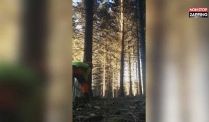 Un bûcheron détruit une partie de la forêt en coupant un arbre (Vidéo)