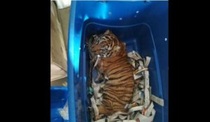 Un bébé tigre découvert par des douaniers dans un colis (Vidéo)
