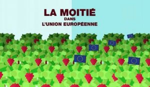 La viticulture à travers le monde