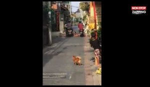 Bali : Un motard roule sur un touriste qui bloque une route (Vidéo)