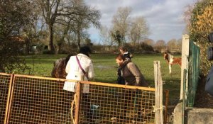Opération de sauvetage de chevaux en Vendée 