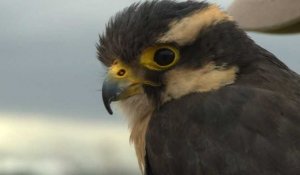 Mexico/Aéroport: Des faucons veillent à la sécurité des vols