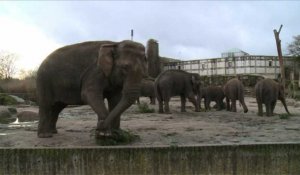 Festin de sapins de Noël pour les éléphants de Berlin