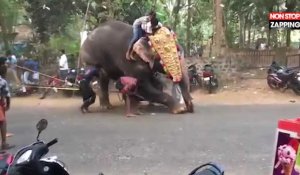 Inde : Incontrôlable, un éléphant sème la pagaille en détruisant tout sur son passage (Vidéo)