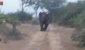 Des éléphants chargent un groupe d'hommes dans une réserve naturelle (vidéo)