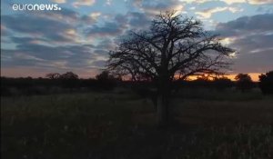 Baobab, une lente agonie