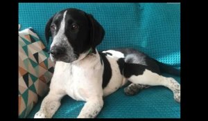 "Adopte un chien" avec Corse-Matin : découvrez Nougat à Ajaccio