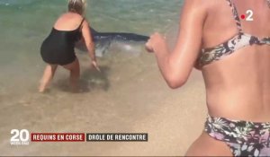 Corse : une femme aide un requin à regagner le large (Vidéo)