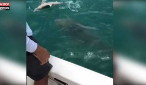 Floride : Un requin se fait engloutir par un mérou géant (Vidéo)