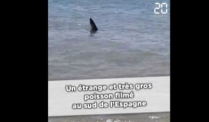 Un étrange poisson filmé au sud de l'Espagne